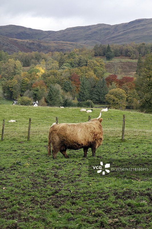 苏格兰高地草甸上休憩的高地母牛图片素材