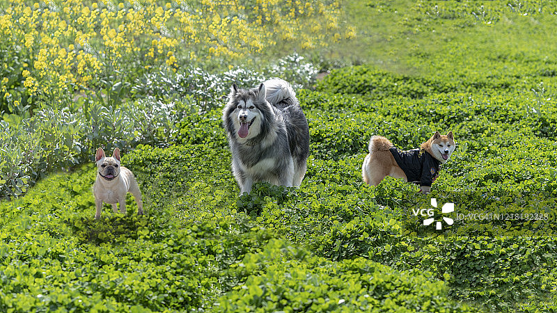 阿拉斯加犬与柴犬图片素材
