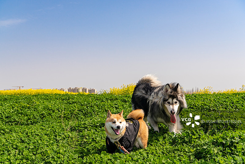 阿拉斯加犬与柴犬图片素材