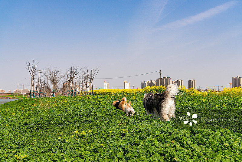 阿拉斯加犬与柴犬图片素材