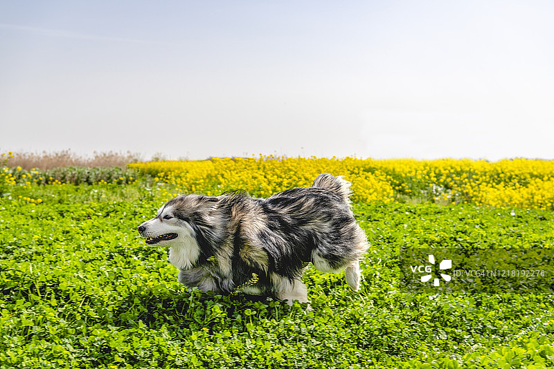 阿拉斯加犬与柴犬图片素材