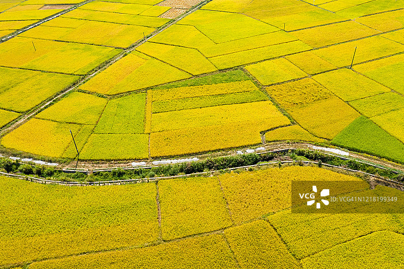 秋季金色稻田的航拍景色图片素材
