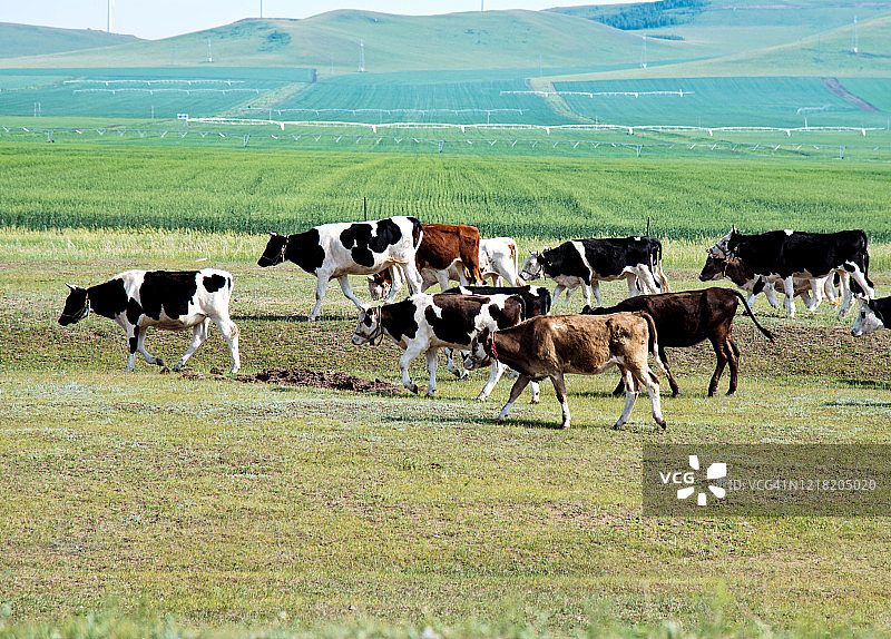 绿色草地上的牛群图片素材