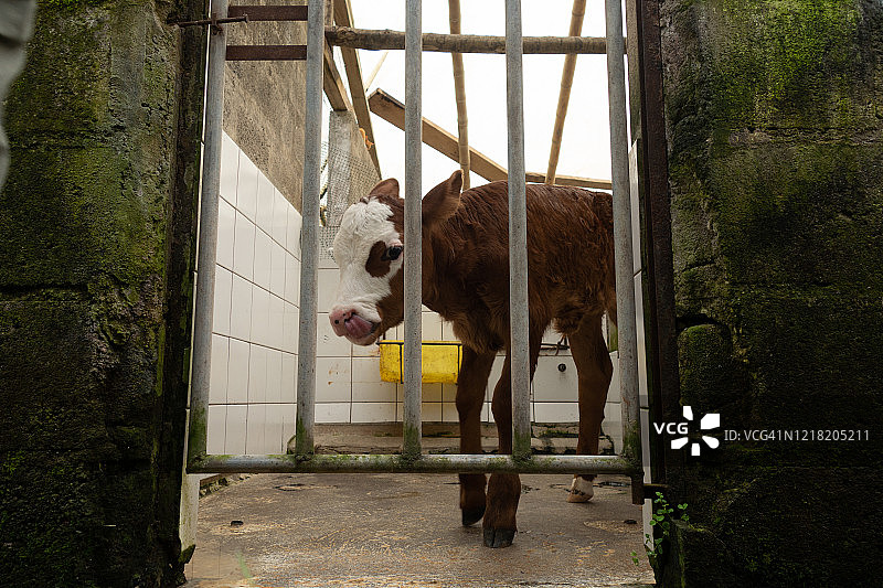 新生儿图片素材