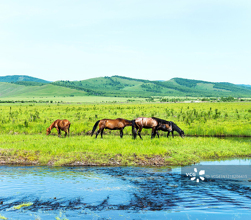 河岸上的棕色马匹图片素材