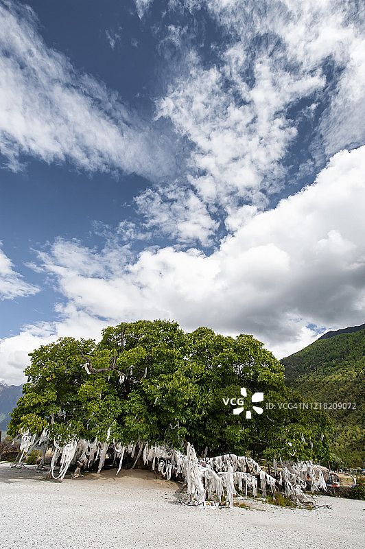 中国西藏，蓝天白云下，山谷里满是哈达大树图片素材