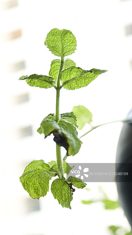 infested by Black Aphids的苹果薄荷盆栽图片素材