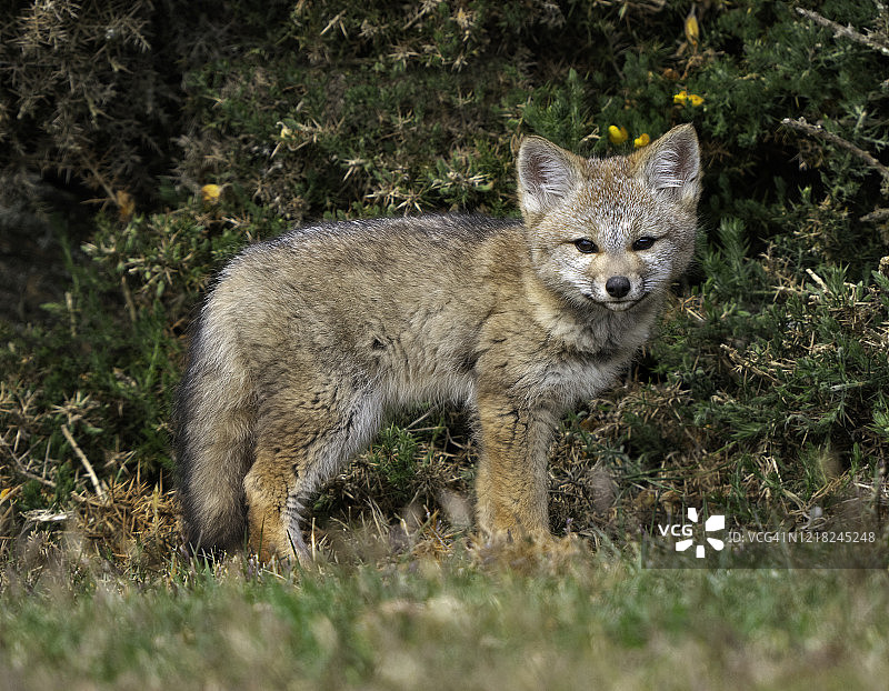 巴塔哥尼亚灰狐幼崽图片素材