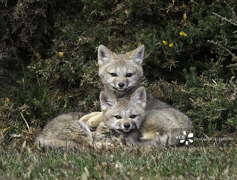 两只巴塔哥尼亚灰狐幼崽依偎在一起图片素材