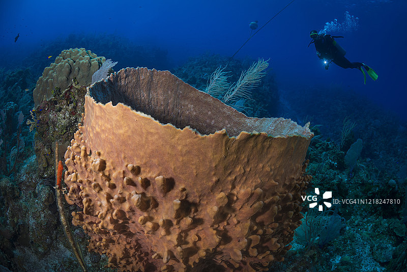 巨型桶状海绵和女性潜水员图片素材