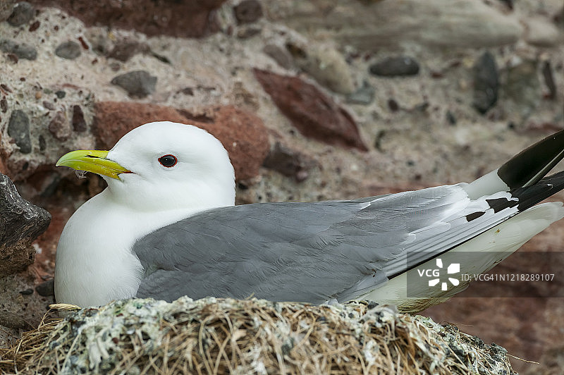 黑腿三趾鸥图片素材