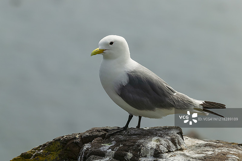 黑腿三趾鸥图片素材