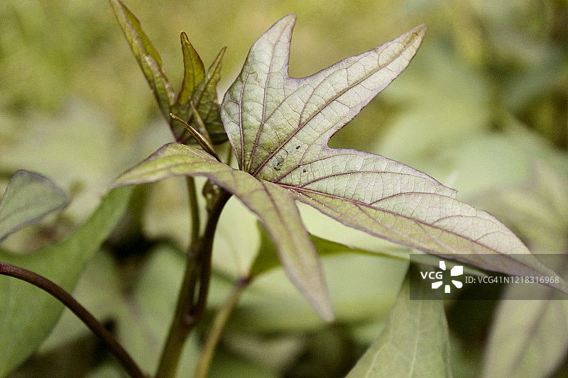 新鲜的红薯叶图片素材