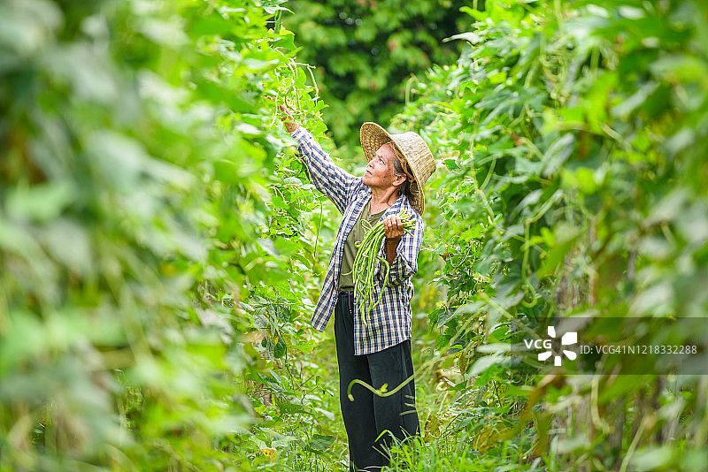 豇豆采摘图片素材