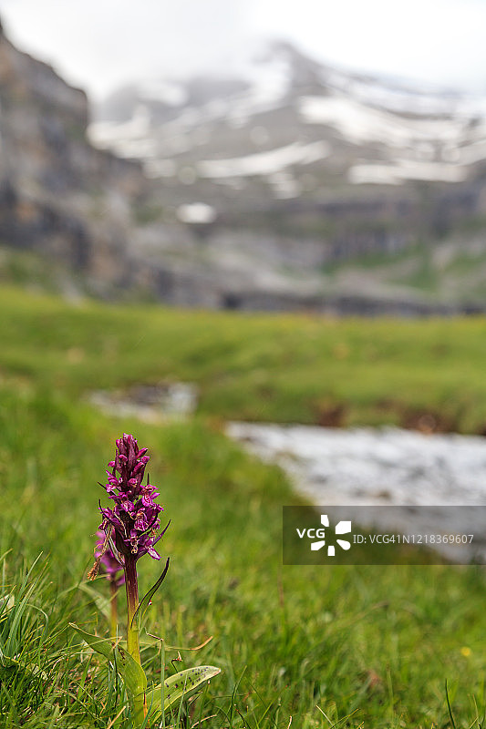 奥德萨国家公园主山谷中的兰花图片素材