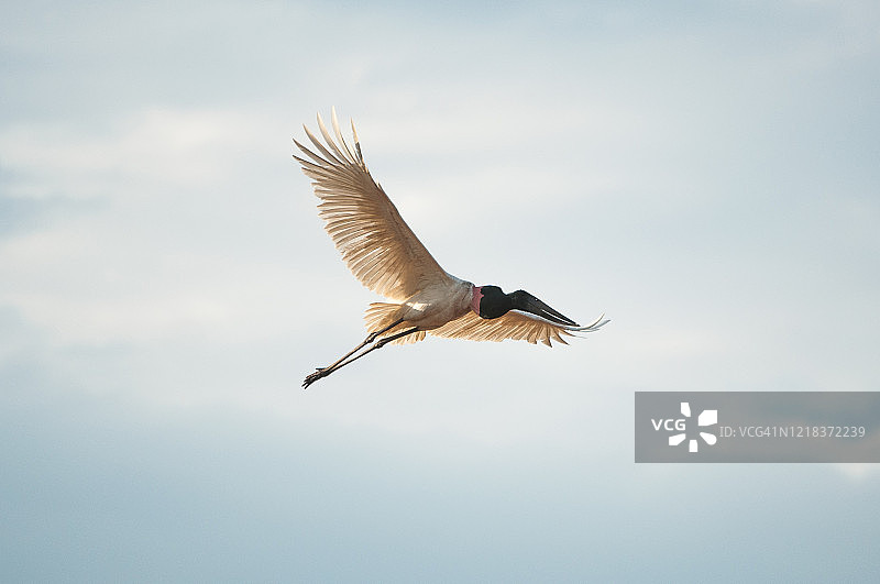 在潘塔纳尔湿地飞翔的美洲鹮图片素材