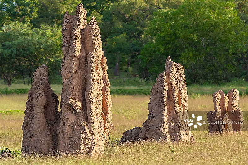 澳大利亚北部地区的白蚁丘图片素材