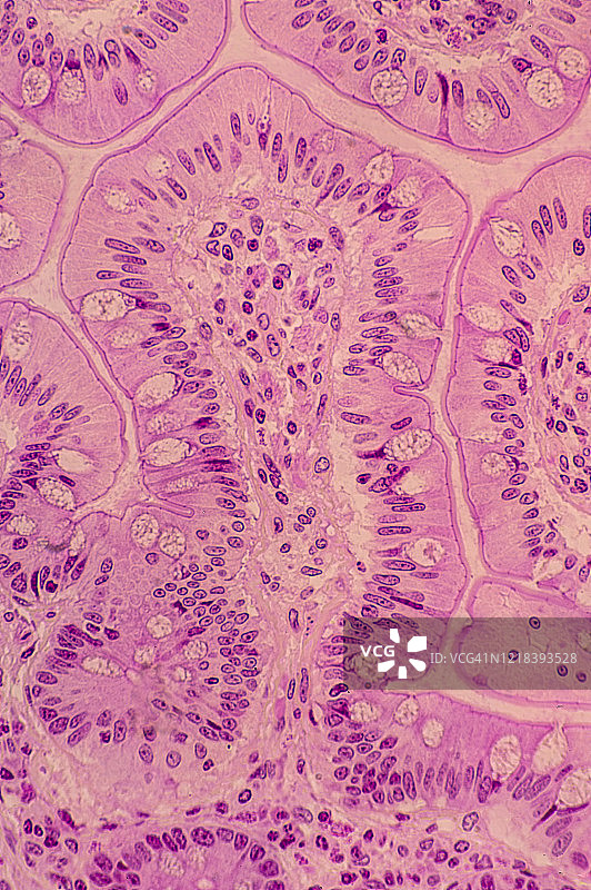 小肠回肠绒毛中含杯状细胞的柱状上皮细胞100X图片素材