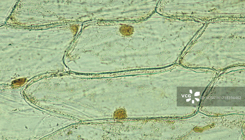 洋葱细胞的植物细胞解剖结构——细胞核、细胞质、细胞壁，100倍图片素材