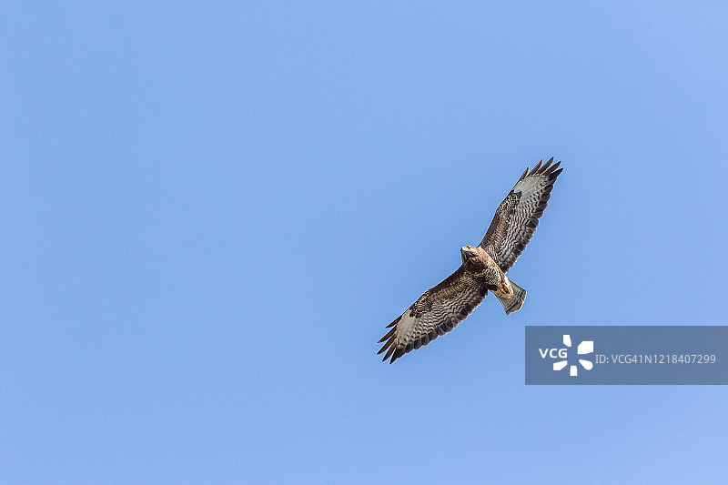 在头顶飞行的普通鵟图片素材