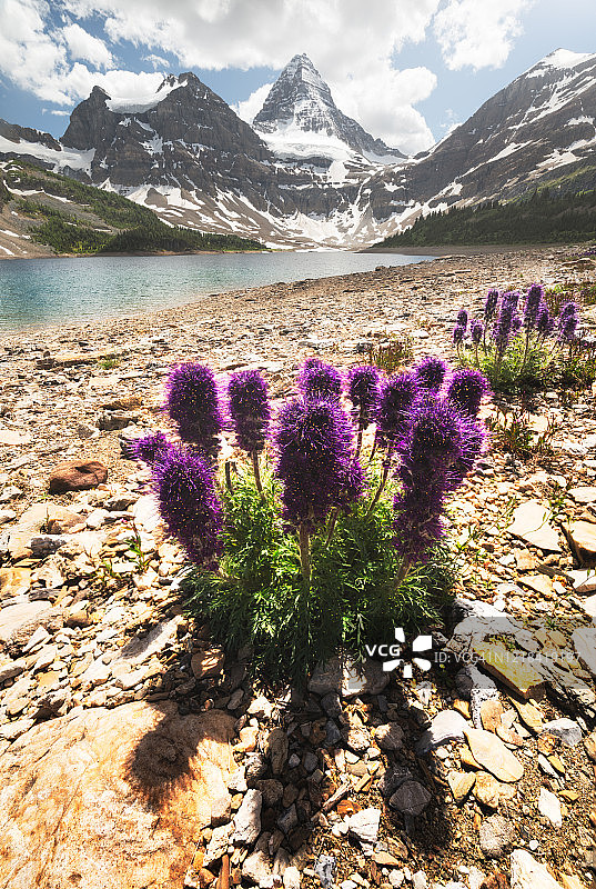 加拿大不列颠哥伦比亚省阿西尼博因山省立公园马戈格湖岸边的柔滑天蝎草花图片素材
