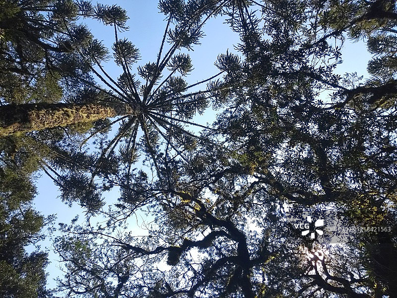 巴西松或烛台树图片素材