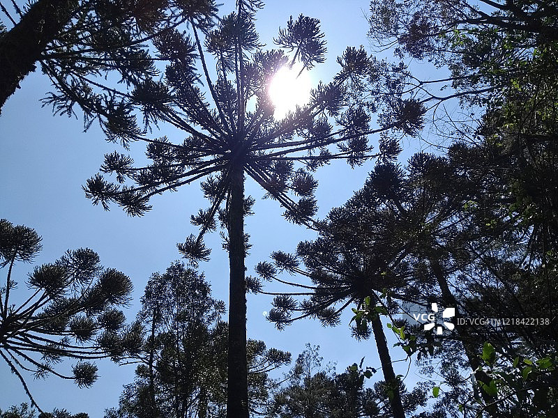 巴西松或烛台树图片素材