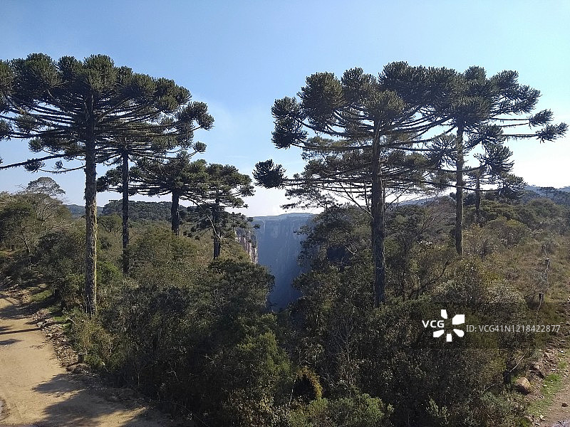 位于巴西南里奥格兰德州坎巴拉杜苏的塞拉国家公园内的伊泰姆贝济尼奥峡谷前的南洋杉树图片素材