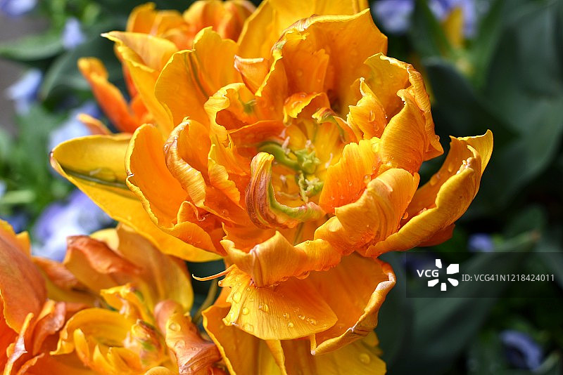 伊丽莎白公主郁金香图片素材