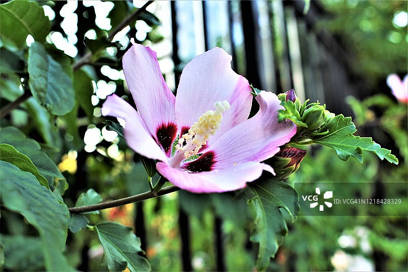 向阳的粉色芙蓉花图片素材
