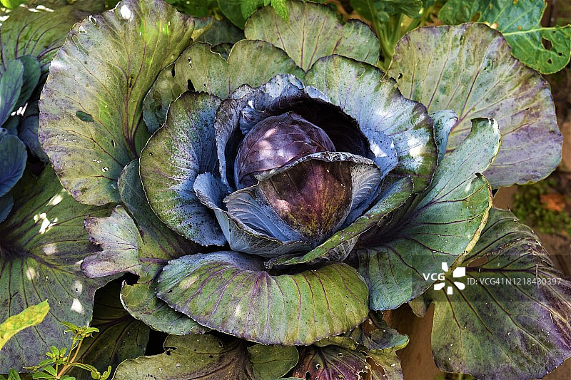 卷心菜图片素材