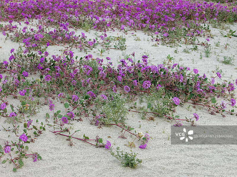 波浪形沙丘上的紫色沙漠马鞭草图片素材