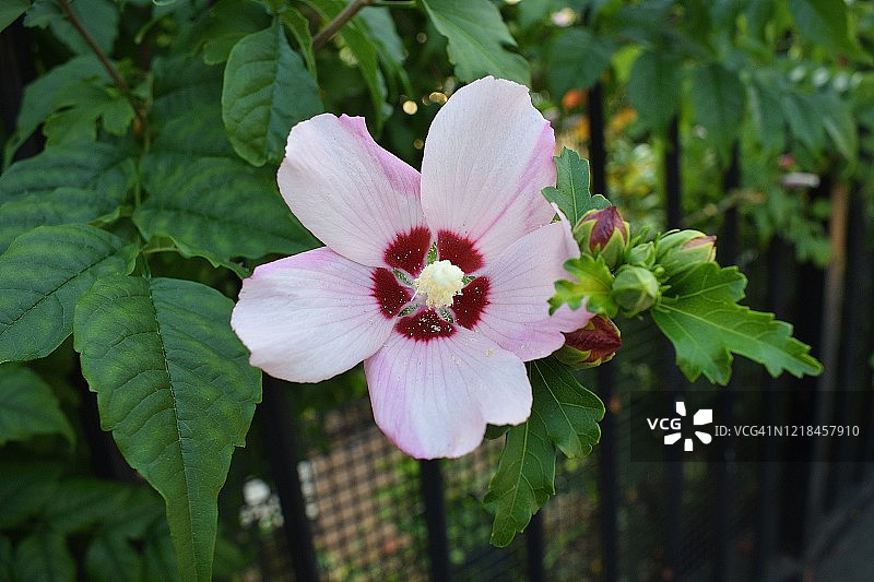 粉色芙蓉花图片素材