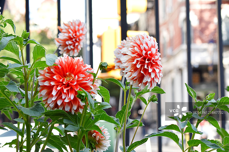 橙白色大丽花图片素材