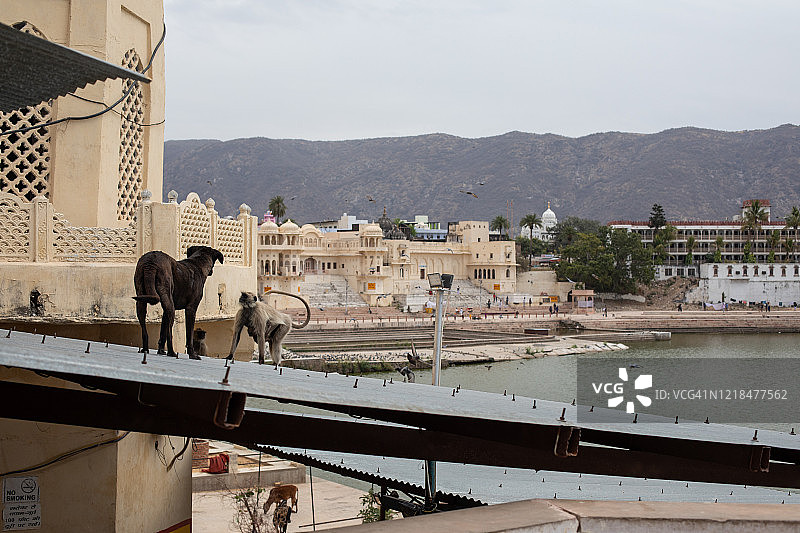 普什卡湖上的动物图片素材