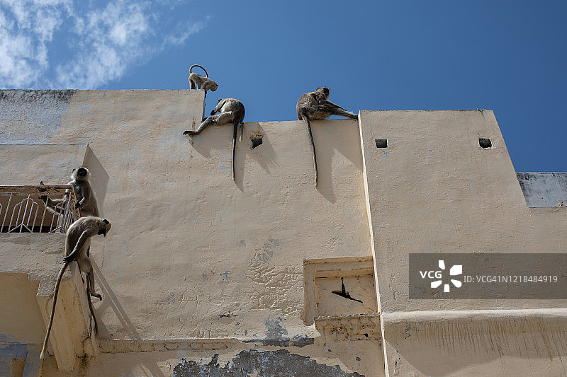 普什卡的厚脸皮猴子图片素材