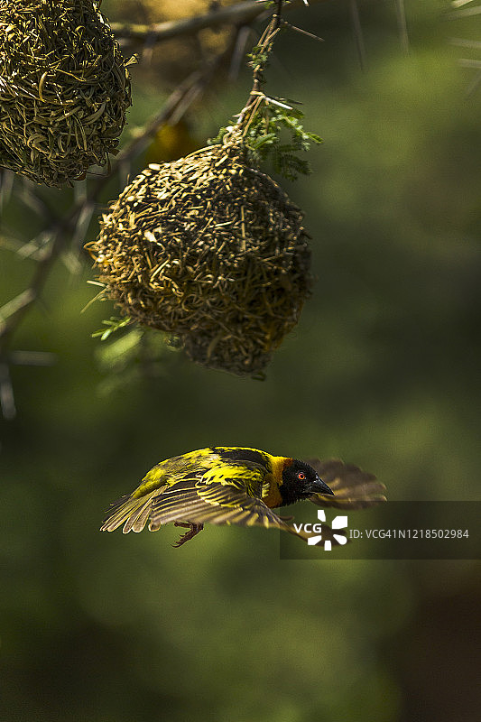 马赛马拉的黑头织布鸟图片素材