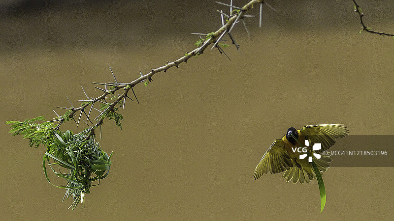 马赛马拉的黑头织布鸟图片素材