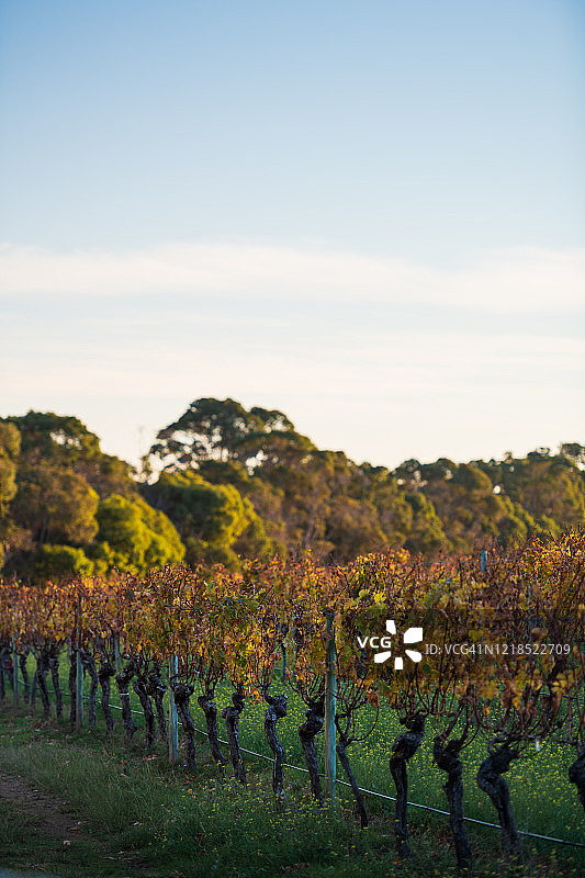 玛格丽特河的秋季葡萄藤图片素材