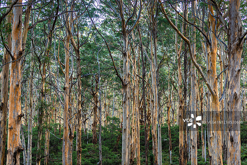 博拉纳普森林初秋图片素材