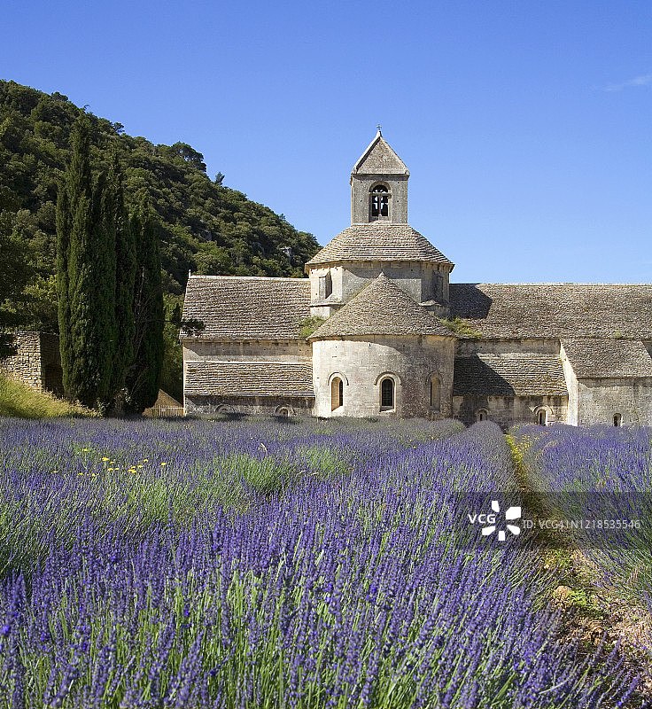 法国普罗旺斯戈尔德塞南克修道院的薰衣草田图片素材