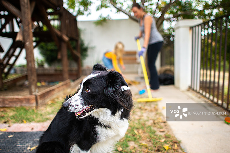 宠物边境牧羊犬，母女工作场景图片素材