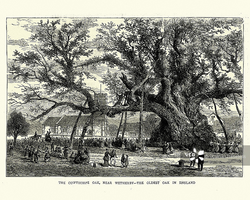 考索普橡树，英格兰最古老的橡树，1872年图片素材