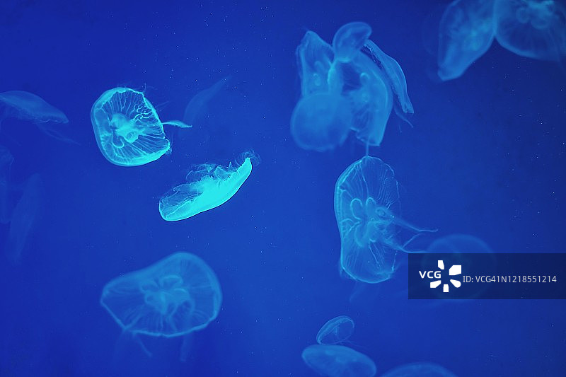 水族馆中的水母特写图片素材