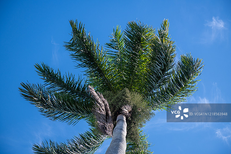古巴的皇家棕榈树，国家象征图片素材