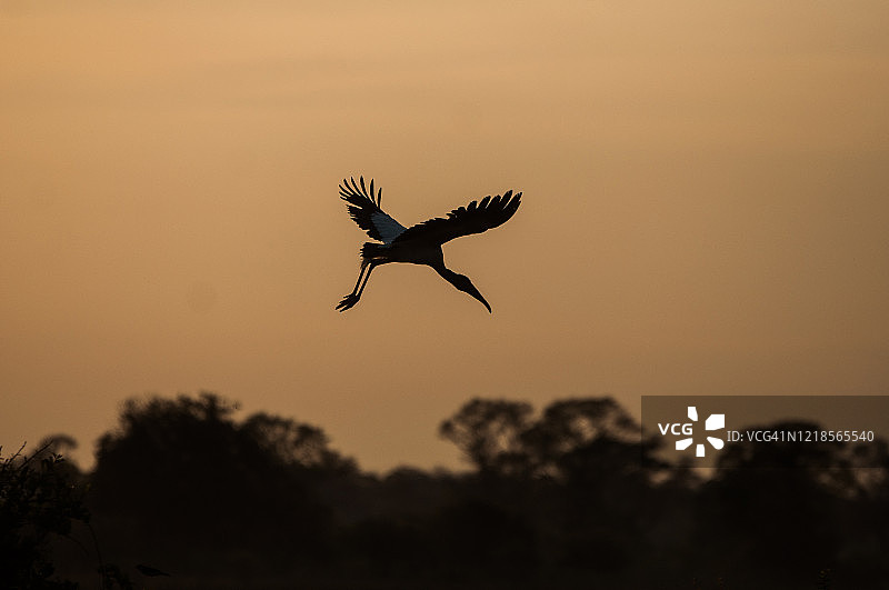 在潘塔纳尔湿地飞翔的美洲鹮图片素材