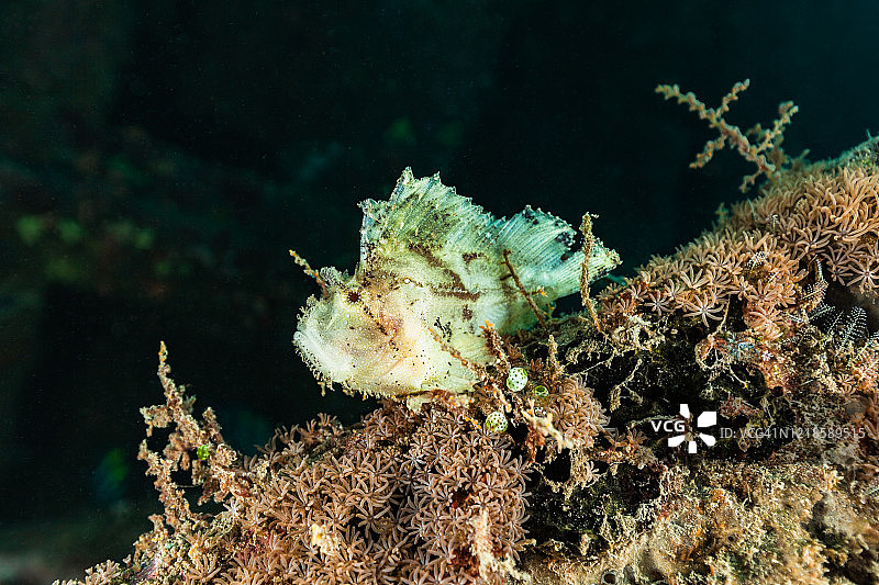 巴厘岛阿梅德的叶蝎子鱼图片素材