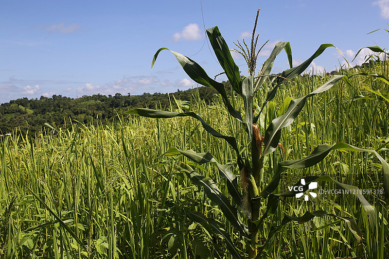 丘陵上的稻米丰收景象图片素材
