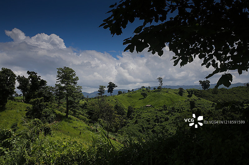 丘陵上的稻米丰收景象图片素材