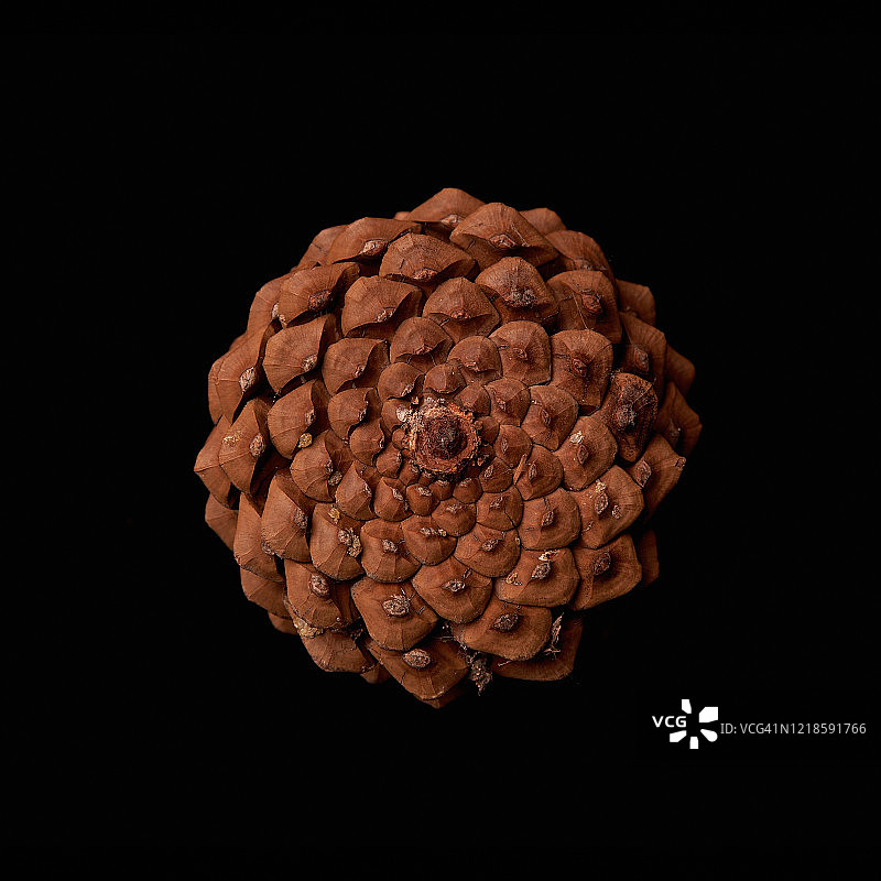 黑色背景上的有机种子图片素材